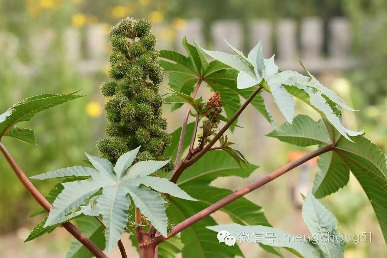 猫咪对哪些植物有毒,对猫咪有毒的植物