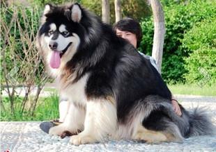 从来不跟狗打交道的星座,狗跟星座的关系