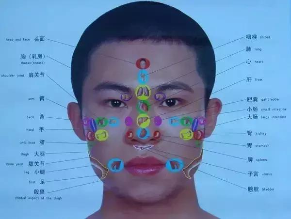 人体全息图集锦留着超级有用,人体部位全息图和反射图pdf