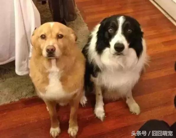 炖狗肉怎么做又香又好吃的视频,炖狗肉放什么料最好吃