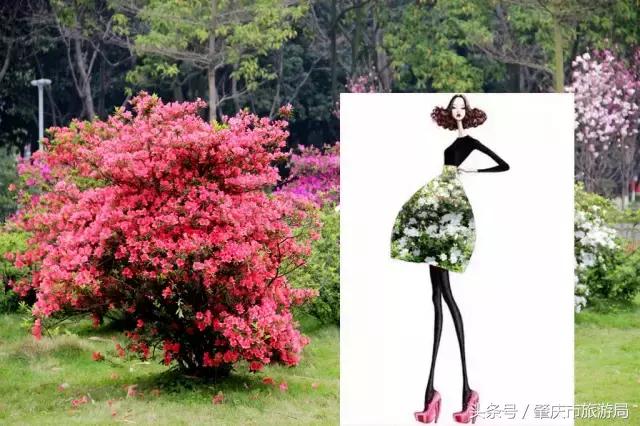 西大下了一场雨,美翻了整个肇庆!