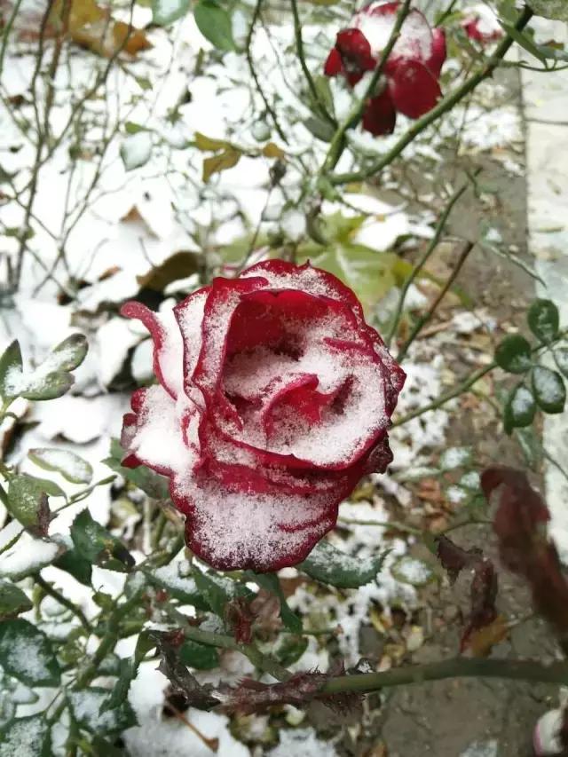 北洋园初雪,北洋初雪