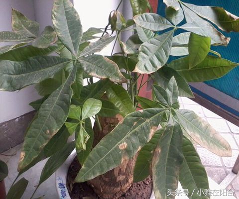 发财树叶子黄了怎么养殖,发财树叶子黄了怎么养护