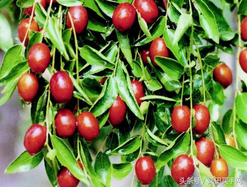 中国地理标志大会视频,国家地理标志产品官方采访