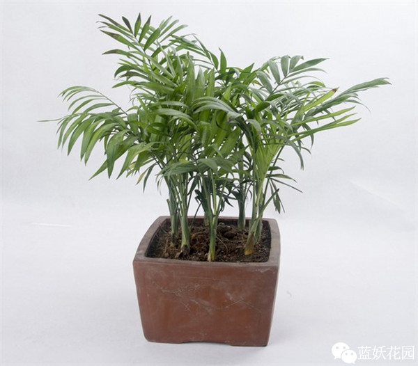 可以净化空气的室内盆栽植物,什么植物净化空气能力最强室内