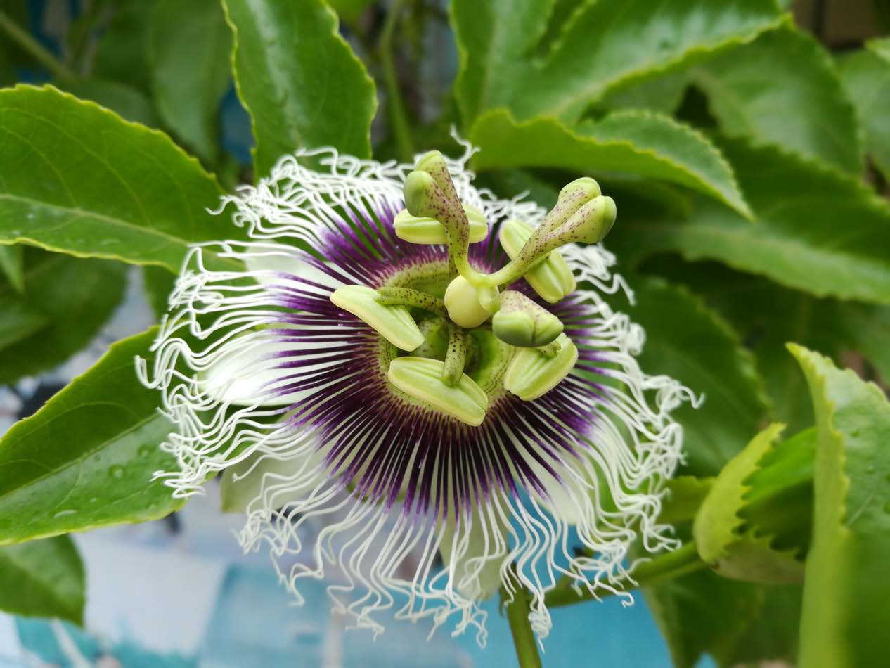 荣耀6x拍照技巧视频,荣耀畅玩6x拍照