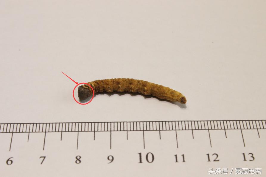 冬虫夏草到底是草还是虫,冬虫夏草是虫还是草