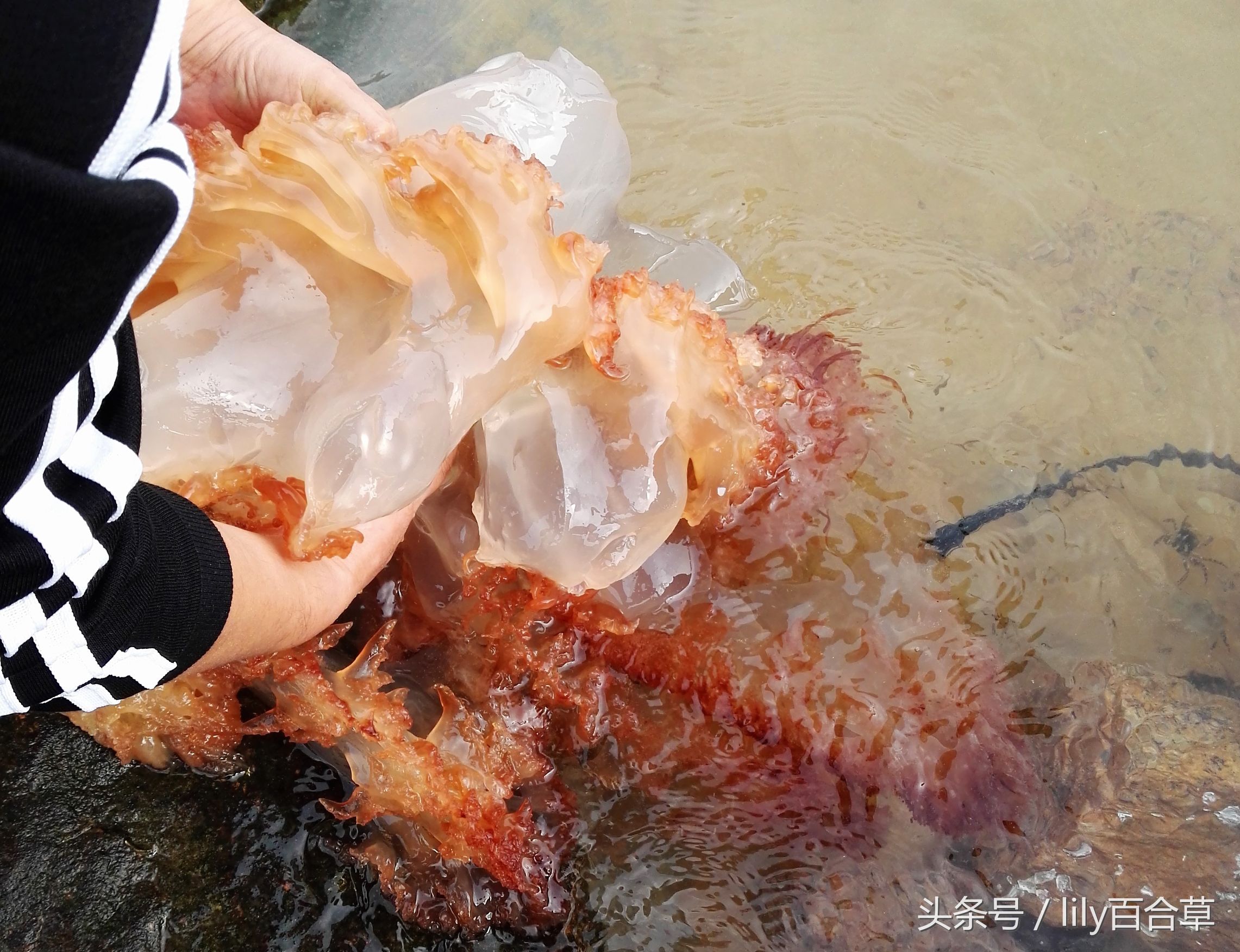 在海边碰到巨型的大海蜇,在海边抓海参然后把它吃掉