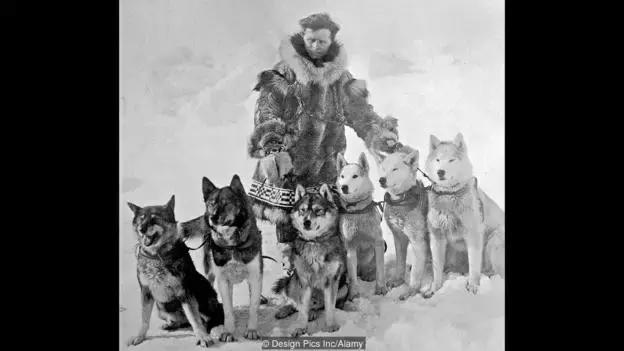 哈士奇的缺点和优点小型犬,狗的品种哈士奇的特点和性格