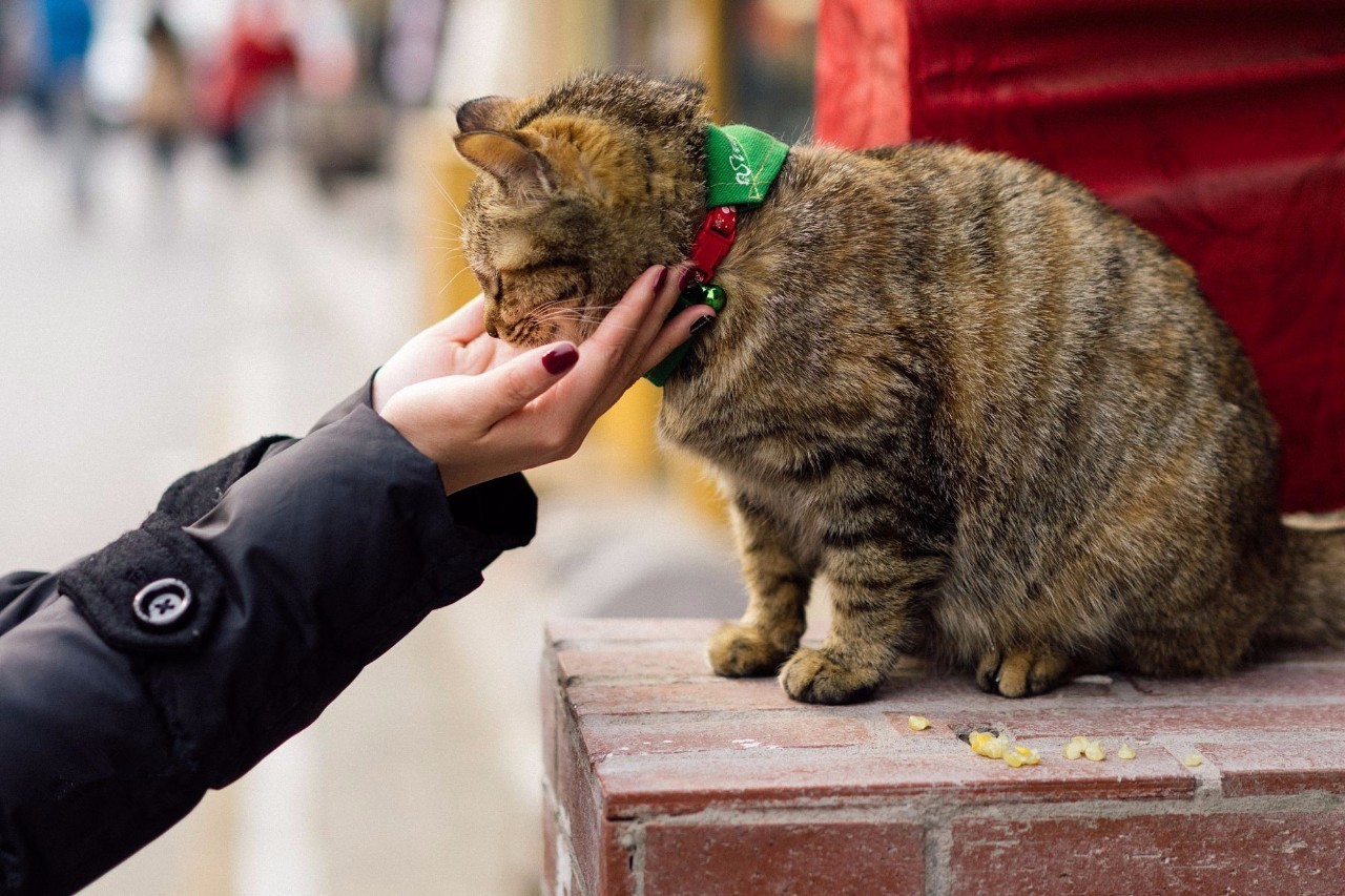 猫奴最多的国家,各国猫奴的生活