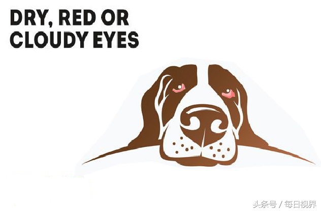 15种狗狗常见病治疗,狗狗生病了有哪些症状