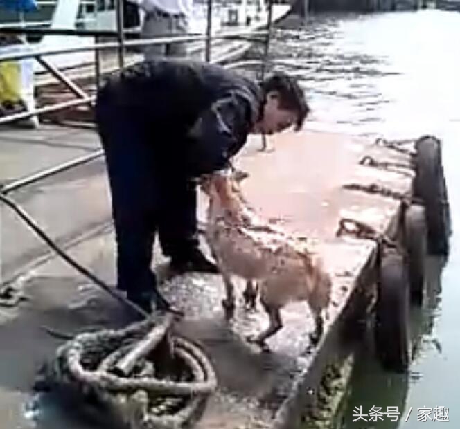 狗狗用洗衣粉洗澡,用洗衣粉给狗狗洗澡