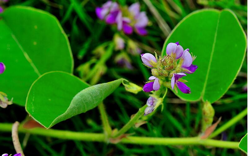 金钱草对胆汁反流胃炎有效吗,金钱草可以治疗胆汁反流性胃炎吗