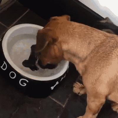 千万不要点开原声是什么梗,千万不要点开原声好吗