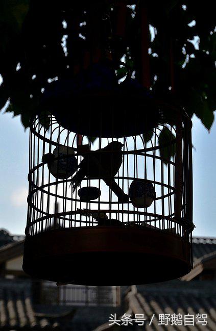 新疆野鹅自驾游视频,野鹅圣诞节自驾游