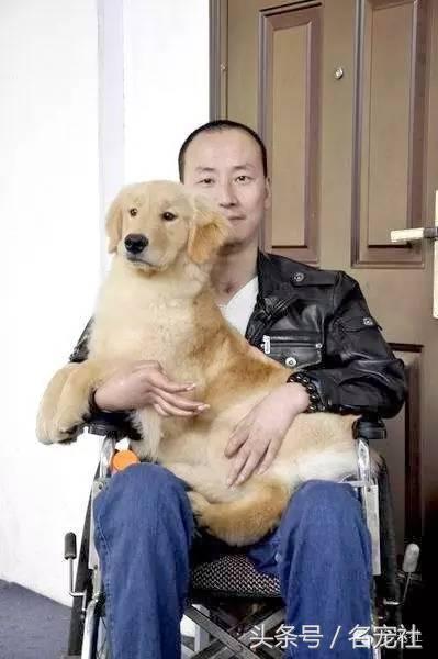 金毛寻回犬产地在哪,正规犬舍赛级双血统金毛幼犬