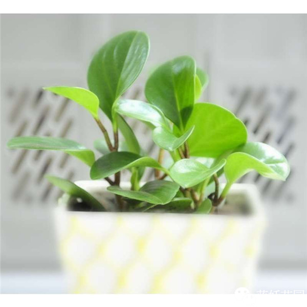 可以净化空气的室内盆栽植物,什么植物净化空气能力最强室内