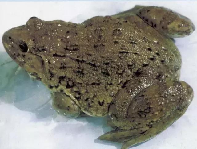 东北快消失了的一些农村美食,东北乡下消失的美食