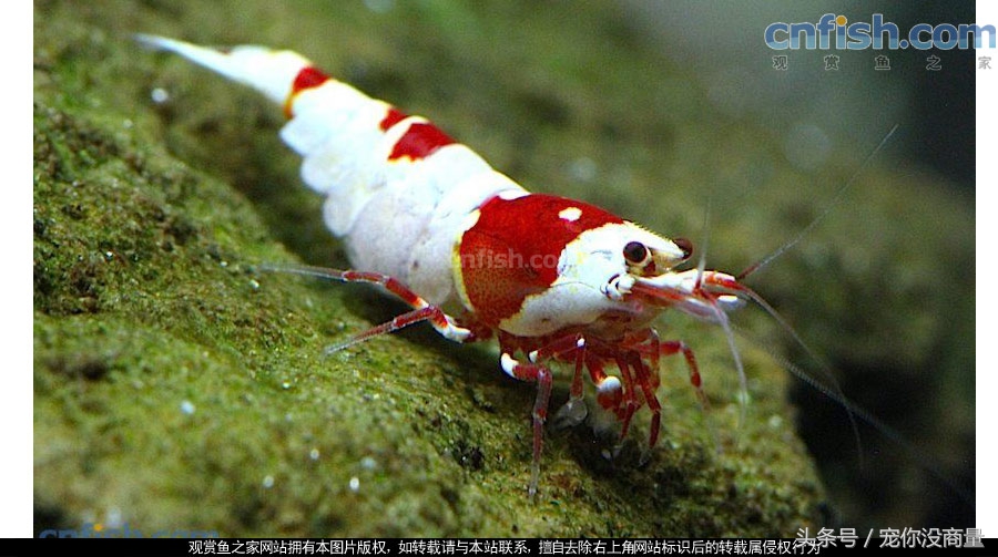 黑壳虾能活水晶虾活不了,养水晶虾不翻缸行不行