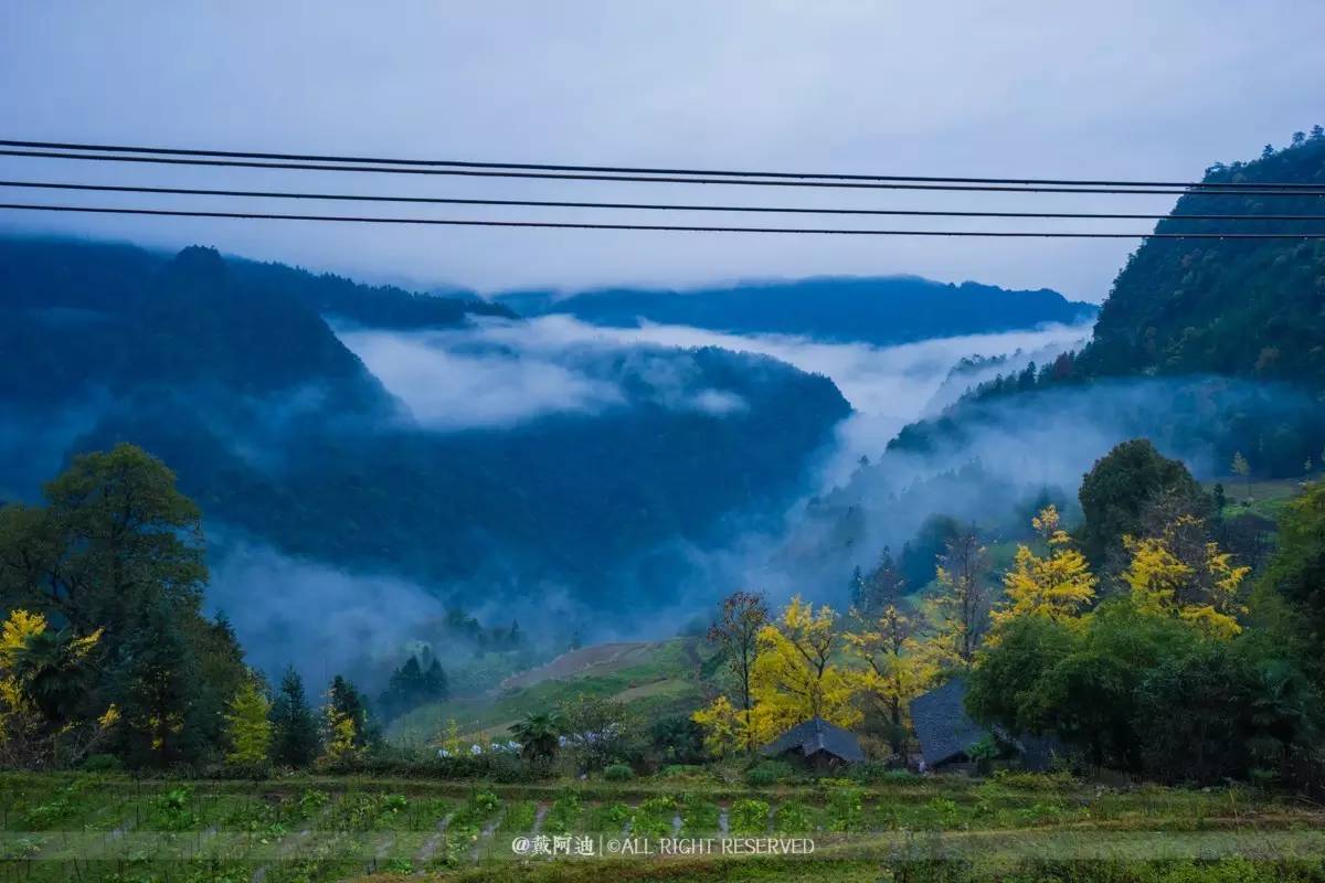 今年最后银杏金秋，现在出发还来得及！