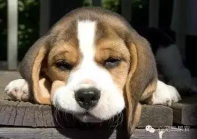 14岁的狗狗成天咳是什么原因,狗狗一直咳嗽还咳出血怎么回事