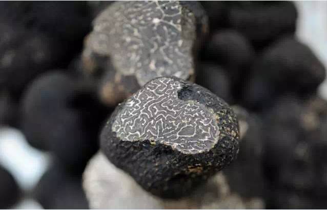 松露口味是什么特点,松露的味道为什么会让人终身难忘