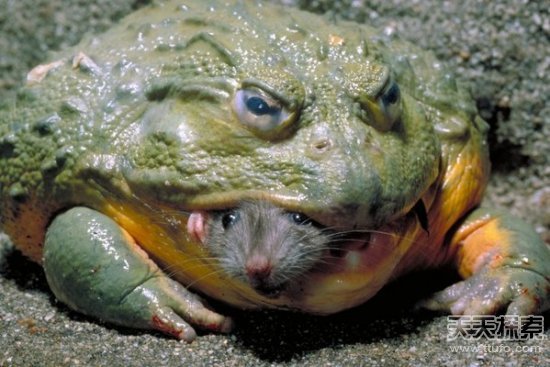 世界上最强的灵长类动物,盘点世界上怪异的巨大动物