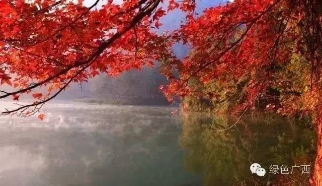 广西德保枫叶什么时候去最好看,2018年德保枫叶最佳观赏期