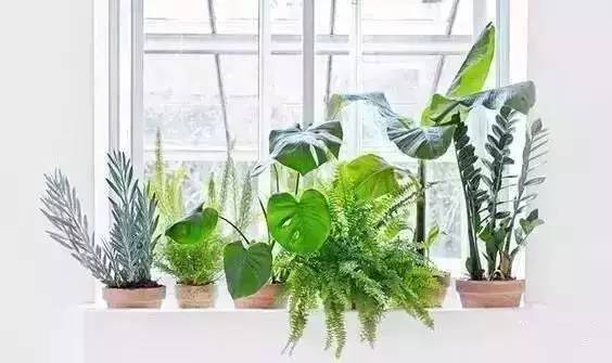 新房如何科学的去甲醛,网传新房去甲醛方法真的有效吗