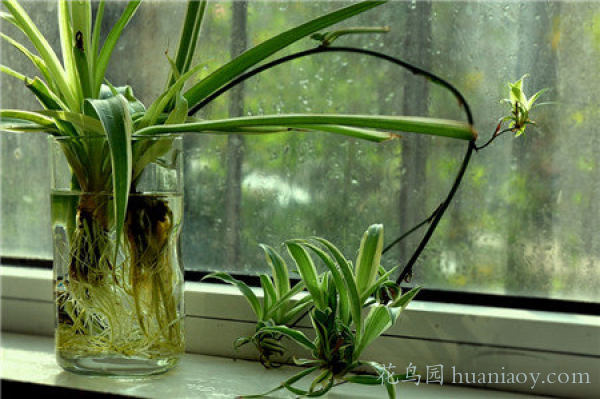 水培油画吊兰的养殖方法,怎样水培金边吊兰又可以养鱼
