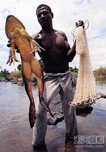 世界上最强的灵长类动物,盘点世界上怪异的巨大动物