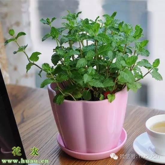 冬季薄荷换盆后能不能晒太阳,薄荷换盆后的注意事项