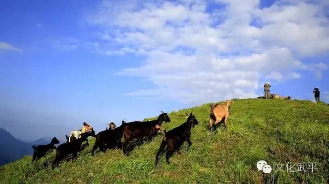 “牙人”、“相牛”——你知道这些即将失传的术语吗？