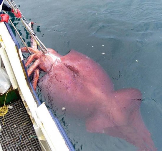 世界上最强的灵长类动物,盘点世界上怪异的巨大动物