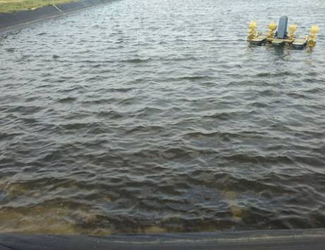 对虾纤毛虫用什么消灭最快,南美虾纤毛虫防治