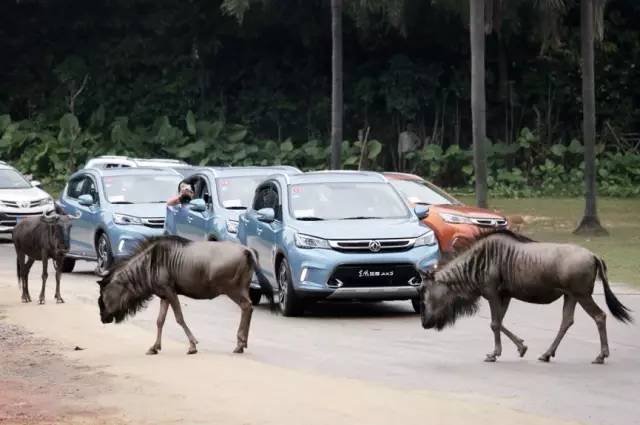你先镇定一下,我们要在野生动物园里开车了