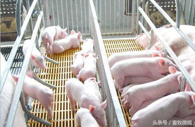 猪喘气急促又吐又泻是怎么回事,猪上吐下泻还咳嗽是什么病