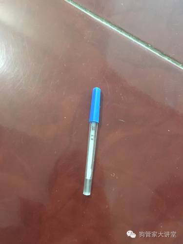 金毛从成年开始养,金毛养成