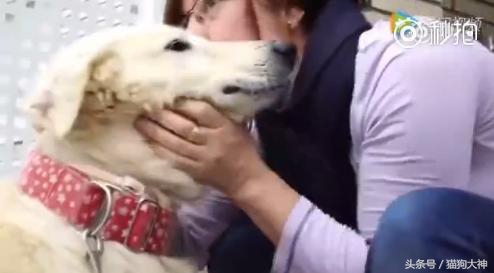 可怜狗狗被救活,可怜的狗狗死了