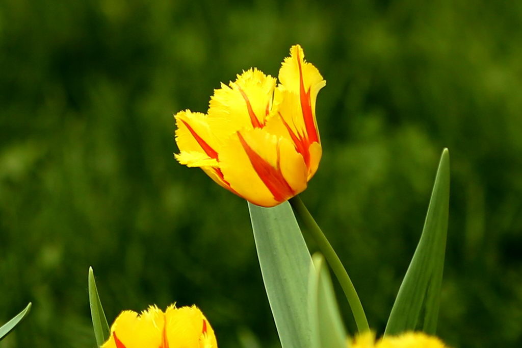 闃冲厜涓嬩簲棰滃叚鑹查儊閲戦鍥剧墖澶у叏,鏂囪壓娓呮柊鐨勯儊閲戦鍥剧墖澶у叏