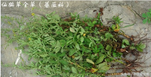 龙芽草有降血糖的作用吗,龙芽草功效作用