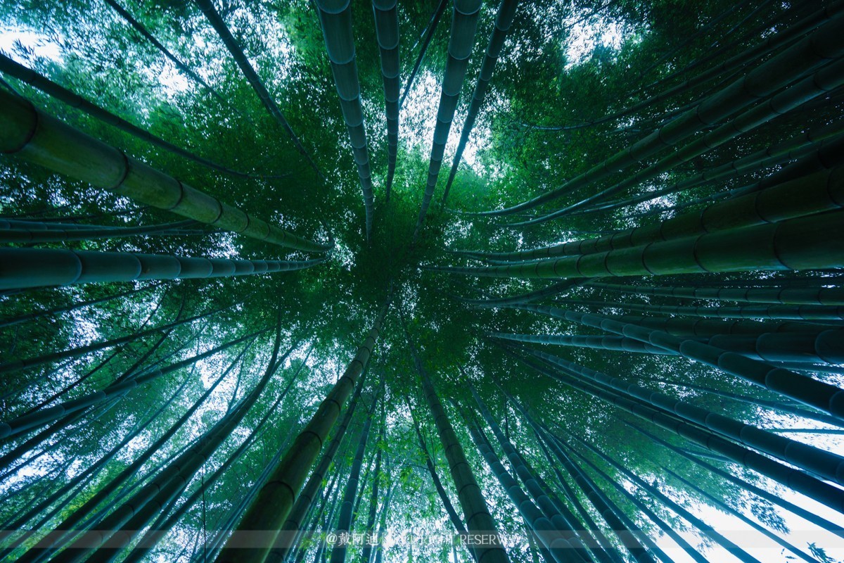 今年最后银杏金秋，现在出发还来得及！