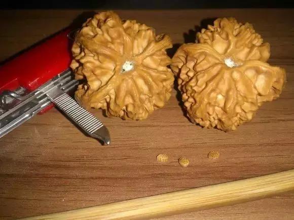 核桃封脐后还可以抠掉吗,核桃封了脐用抠掉吗