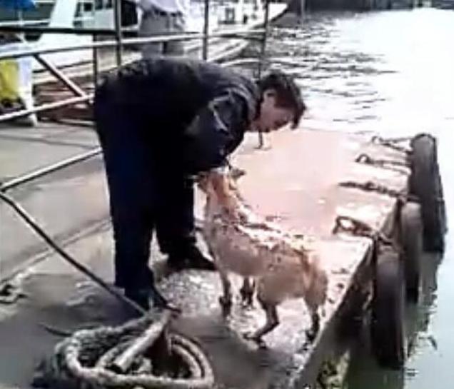 主人给狗狗洗澡溅一身水,男子给狗狗洗澡吹毛