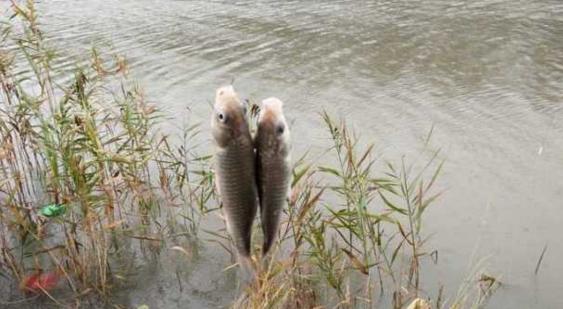 钓鱼人太牛！大风大雨中垂钓也能迎来鲤鲫大丰收