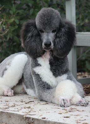 巨型贵宾犬造型有哪些,巨贵犬是巨型贵宾犬吗