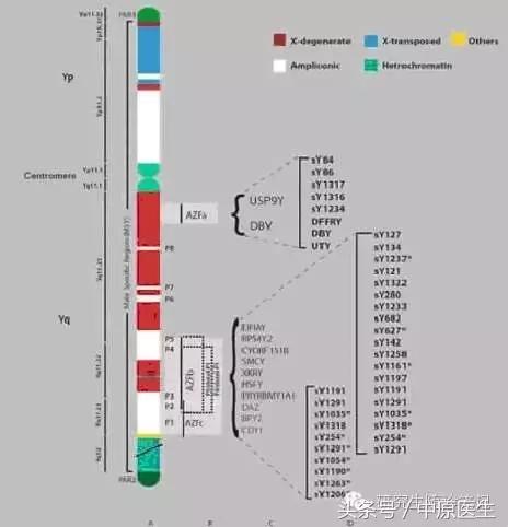 弱精子症遗传吗,老公弱精子症会遗传给儿子么