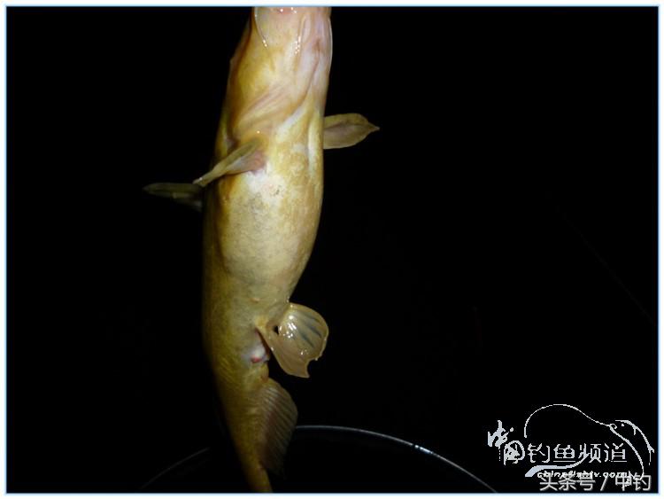 虎岭钓鱼路亚,虎岭钓鱼场