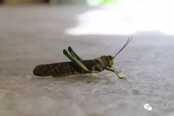 我在巴拿马,不是巴哈马哦,许多朋友将这两只“马”分不开