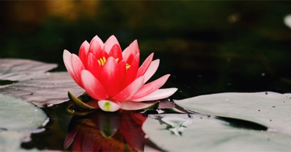 富家女表白14次被拒,富家女表白惨遭拒绝